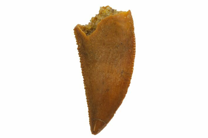 Serrated, Raptor Tooth - Real Dinosaur Tooth #135155
